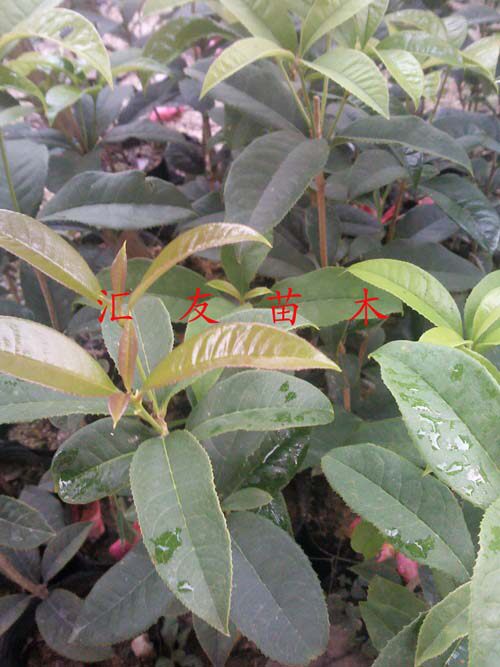 热销花卉桂花苗四季桂庭院阳台盆栽植物小苗四季常青