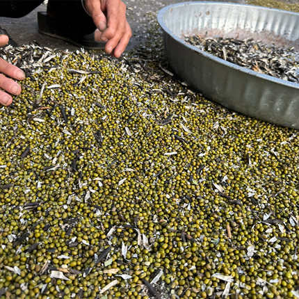 新鲜绿豆五斤五谷杂粮农家自产颗粒饱满绿豆饼绿豆糕小豆芽原料