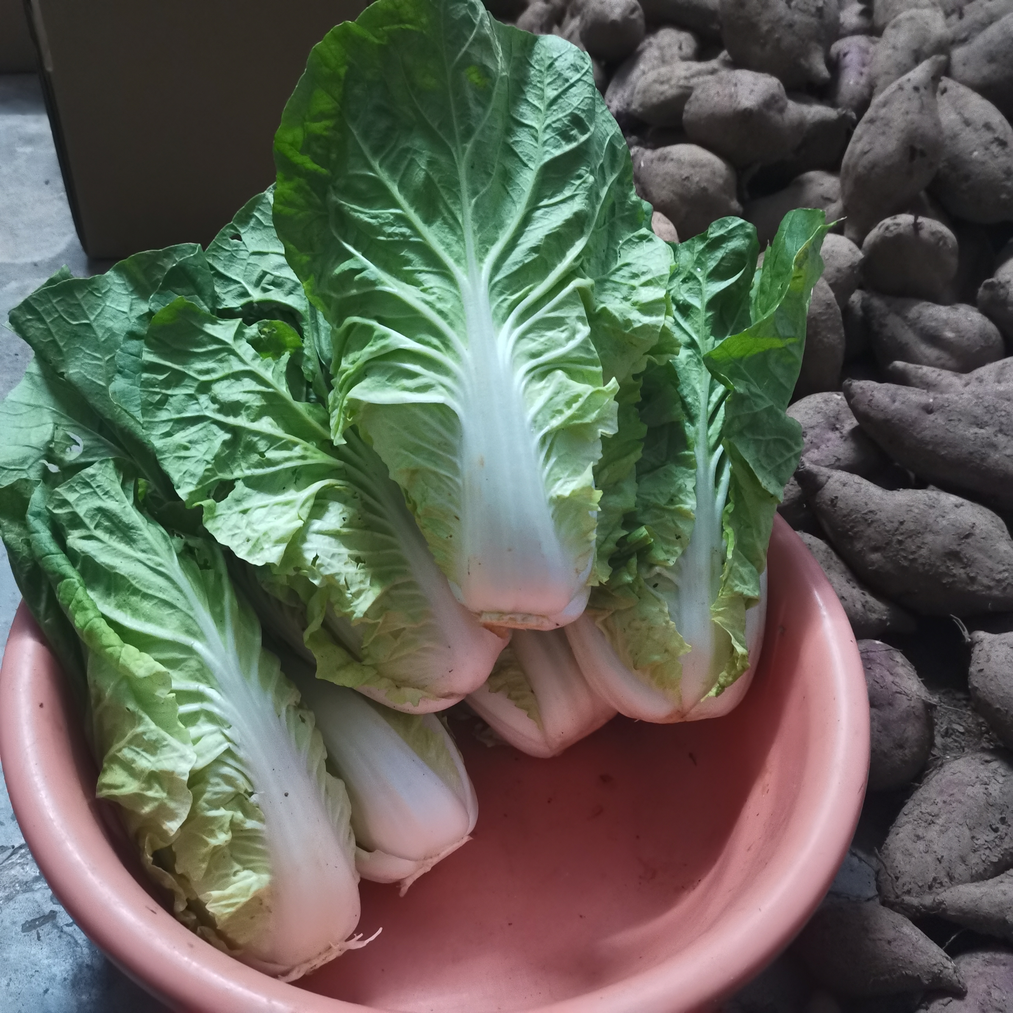 恩施本地白菜 农家自种新鲜蔬菜包白菜新鲜高山露天大白菜3斤包邮