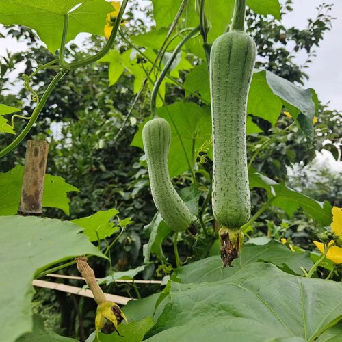 新鲜丝瓜5斤包邮湖北农家自种菜孕妇当季蔬菜嫩青丝瓜皱皮丝瓜
