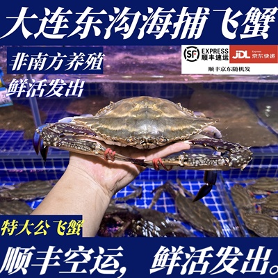 【保鲜不保活】大连东沟公飞蟹1斤公梭子蟹公螃蟹非母蟹海螃蟹