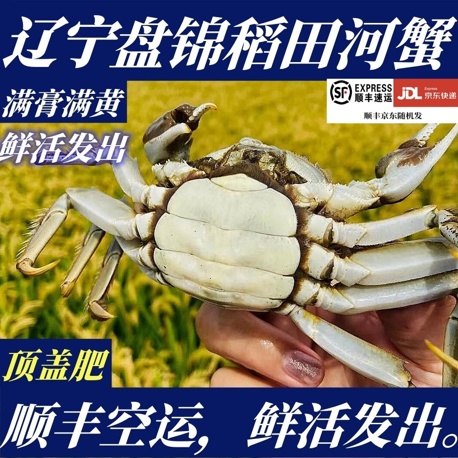 【顺丰特快】鲜活盘锦稻田河蟹母蟹10只1两7-2两/只非大闸蟹螃蟹