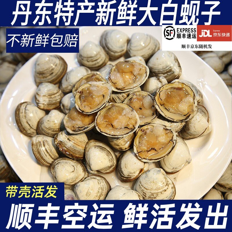 丹东大白蚬子白蛤鲜活新鲜野生大白蚬子无沙包邮包活