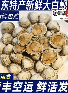 丹东大白蚬子白蛤鲜活新鲜野生大白蚬子无沙包邮包活