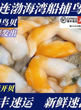 【顺丰特快】人工开贝大连渤海湾鸟贝小船鸟贝非带壳鸟贝冻鸟贝肉