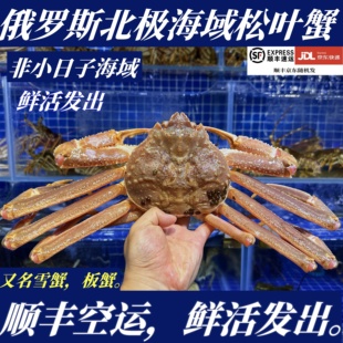 【顺丰特快】鲜活板蟹鳕蟹松叶蟹雪蟹非帝王蟹非面包蟹非大连飞蟹