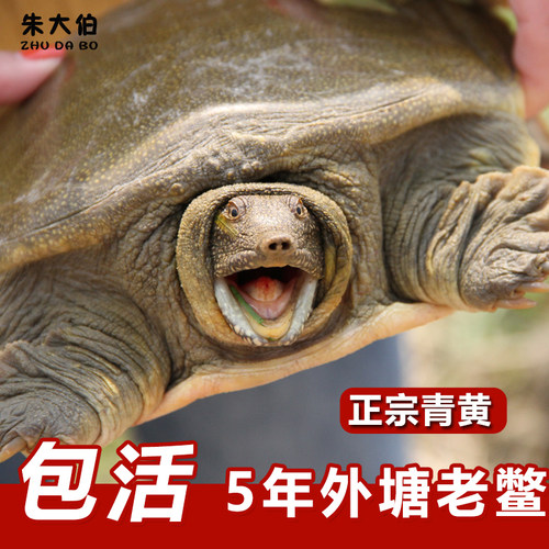 正宗外塘生态老甲鱼朱大伯