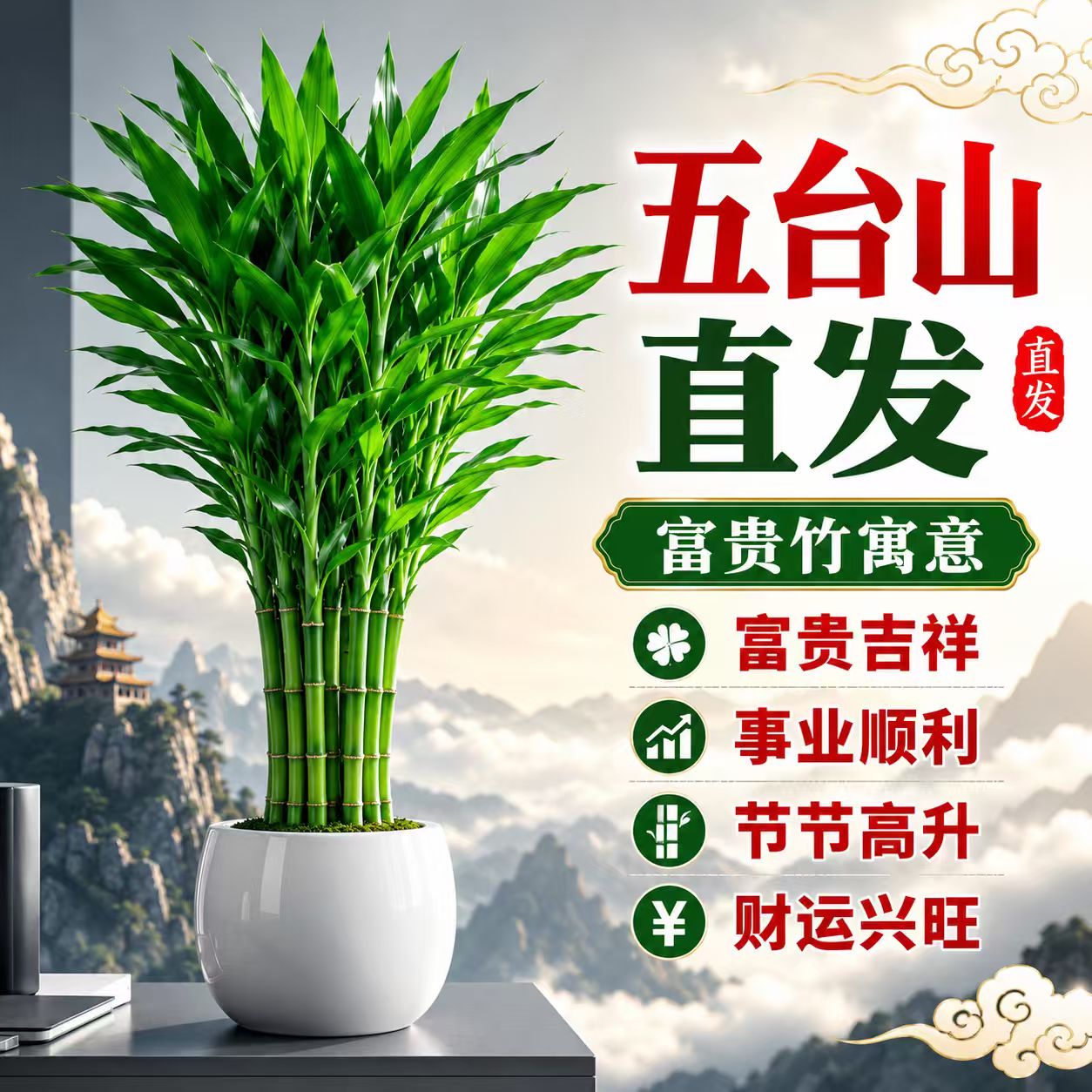 五台山富贵竹文昌竹水养可土培带根易活桌面盆栽室内植物净化空气