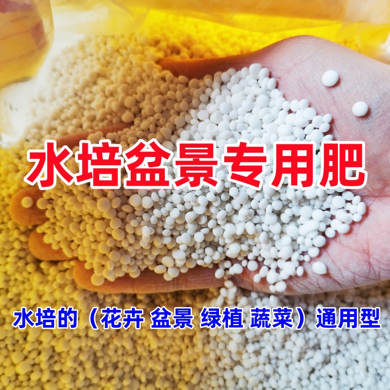 盆栽水培植物铜钱草富贵竹绿萝