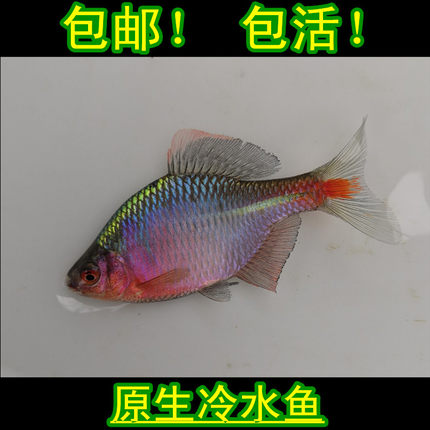 高体鳑鮍鲏鳑旁皮鱼菜板鱼除丝藻鱼原生鱼新手鱼冷水鱼观赏鱼包邮