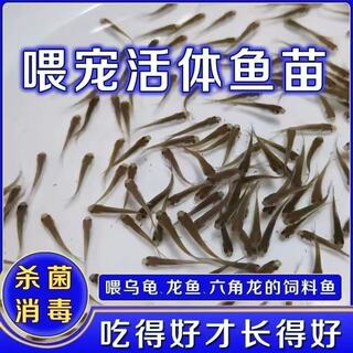 饲饵鱼麦穗鱼小鱼苗喂龙鱼罗汉鳄龟六角开口饲料鱼淡水鱼冷水鱼