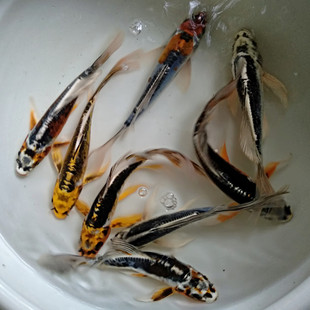 德系锦鲤活体观赏鱼淡水纯种锦鲤秋翠孔雀金松叶银松叶锦鲤冷水鱼