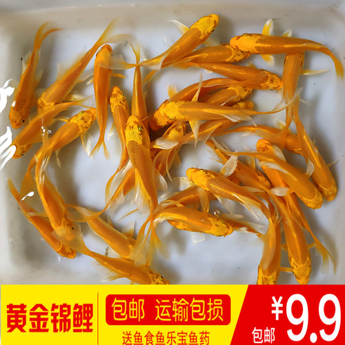 黄金锦鲤纯种锦鲤活体观赏鱼风水鱼龙凤锦鲤鱼苗冷水鱼金色淡水鱼 - 封面