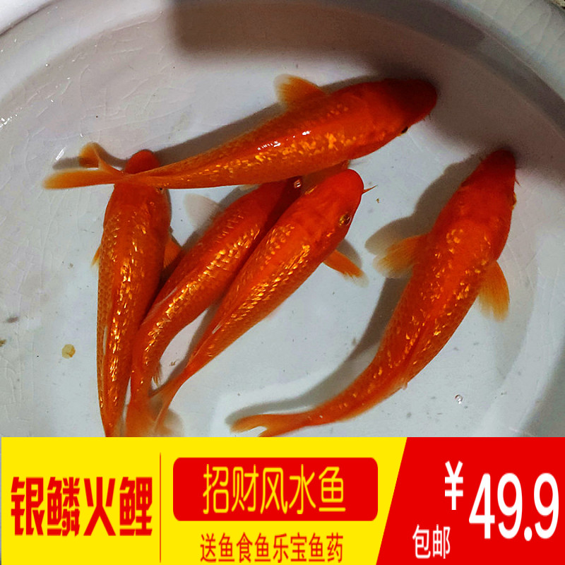 钻石鳞锦鲤火鲤纯红银鳞红鲤鱼闪鳞观赏鱼淡好养鱼苗观赏耐活_虎窝淘