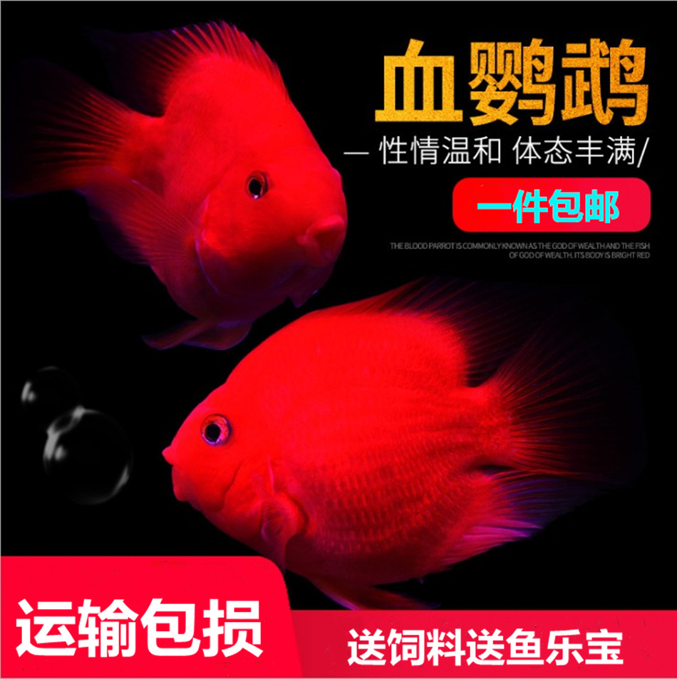 淡水鹦鹉鱼活鱼热带观赏鱼发财鱼财神元宝鹦鹉鱼血鹦鹉鱼红鹦鹉鱼