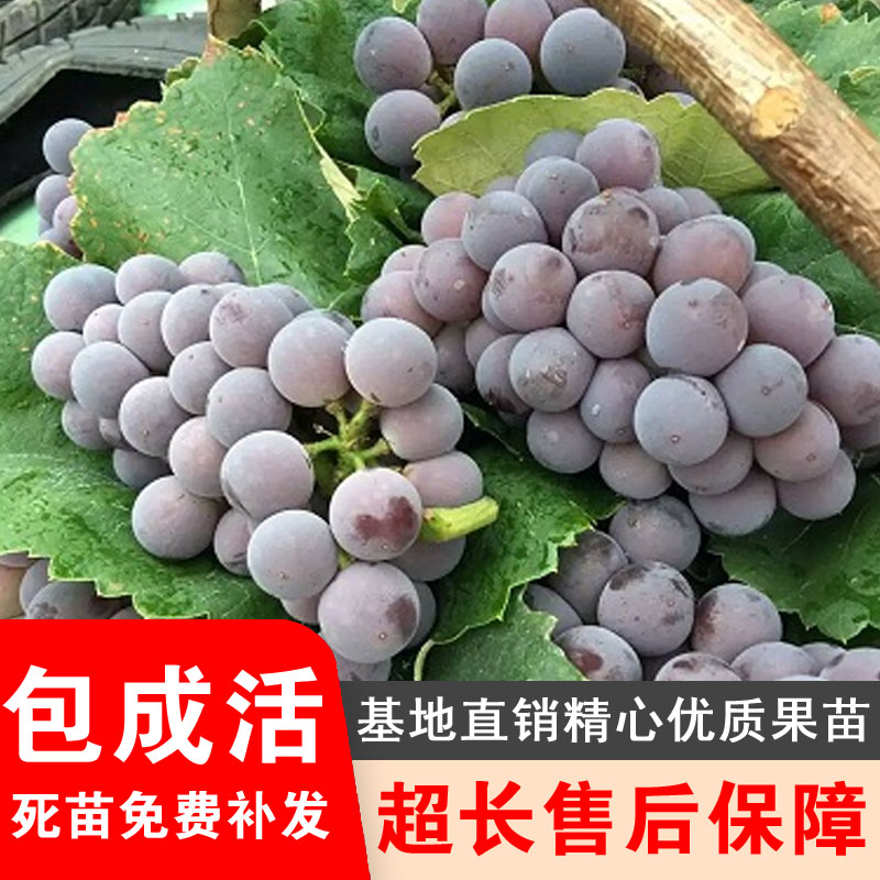 蜜汁葡萄树苗嫁接特大爬藤葡萄果树苗盆栽地栽南北方种植当年结果