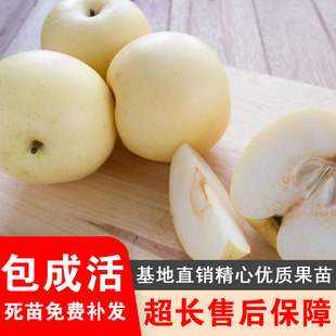绥中大白梨树苗盆栽地栽嫁接梨苗白梨树苗东北耐寒高产品种结果苗
