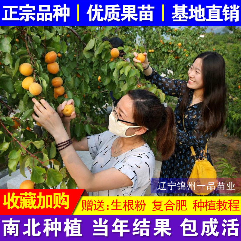 嫁接杏树苗特大超甜早熟杏子苗树南北方种植盆栽地栽果苗当年结果
