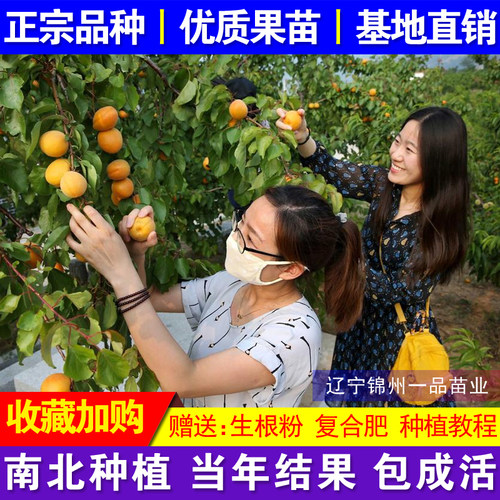 嫁接特大超甜早熟盆栽地栽杏子苗