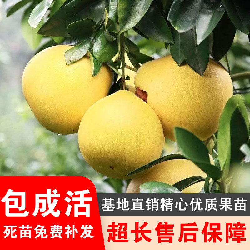 东北金香水梨梨树苗水果树老香水梨老梨软儿梨消梨南北方种植结果