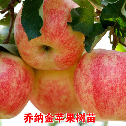 乔纳金苹果树苗嫁接苗特大盆栽地栽苹果苗南北方种植耐寒当年结果