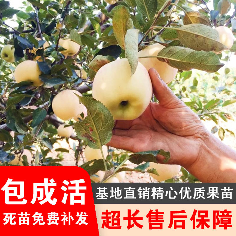 黄苹果苗黄元帅苹果树苗金帅苹果苗黄香蕉苹果苗嫁接苹果树苗结果