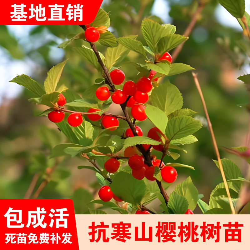 耐寒东北小樱桃野生抗寒山樱桃树苗南北方地栽盆栽种植当年结果苗