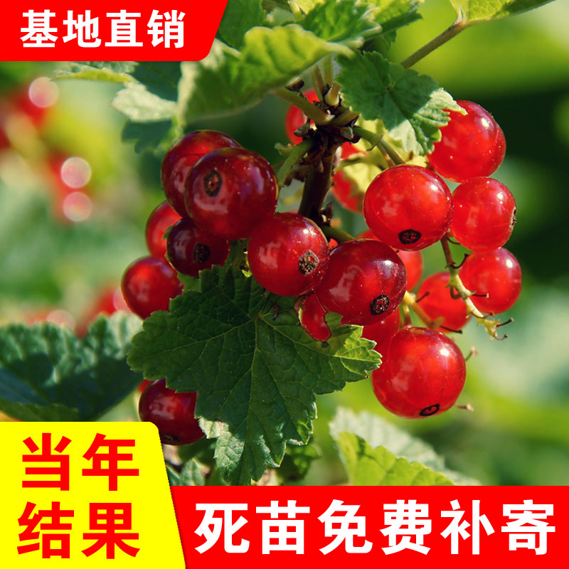 东北红醋栗果树苗盆栽灯笼果苗南北方种植红灯笼果苗地栽红醋栗苗