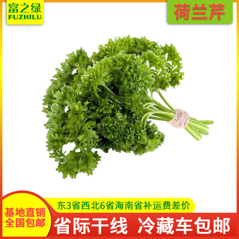 新鲜荷兰芹3斤-20斤包邮 蕃茜 洋芫荽 法香芹 装饰菜 基地直销