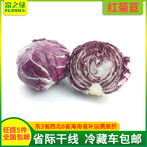 新鲜红菊苣生菜产地直销落地球