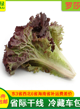 新鲜罗莎红生菜500g【任搭5份包邮】红叶生菜紫叶生菜250克/500克