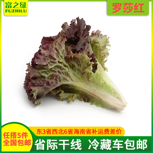 新鲜罗莎红生菜任搭】红叶生菜