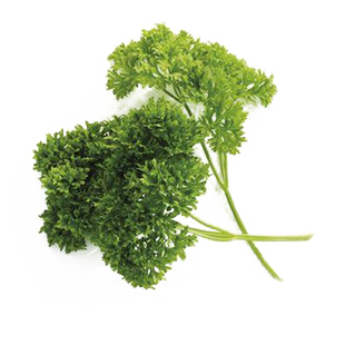 新鲜荷兰芹250克/500克【任搭5份包邮 】蕃茜洋芫荽 法香芹装饰菜