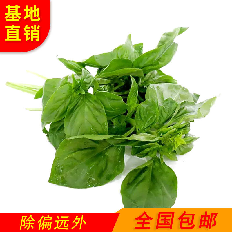 云南新鲜罗勒叶500克-2千克包邮 新鲜罗勒叶 烘焙西餐罗勒 香料