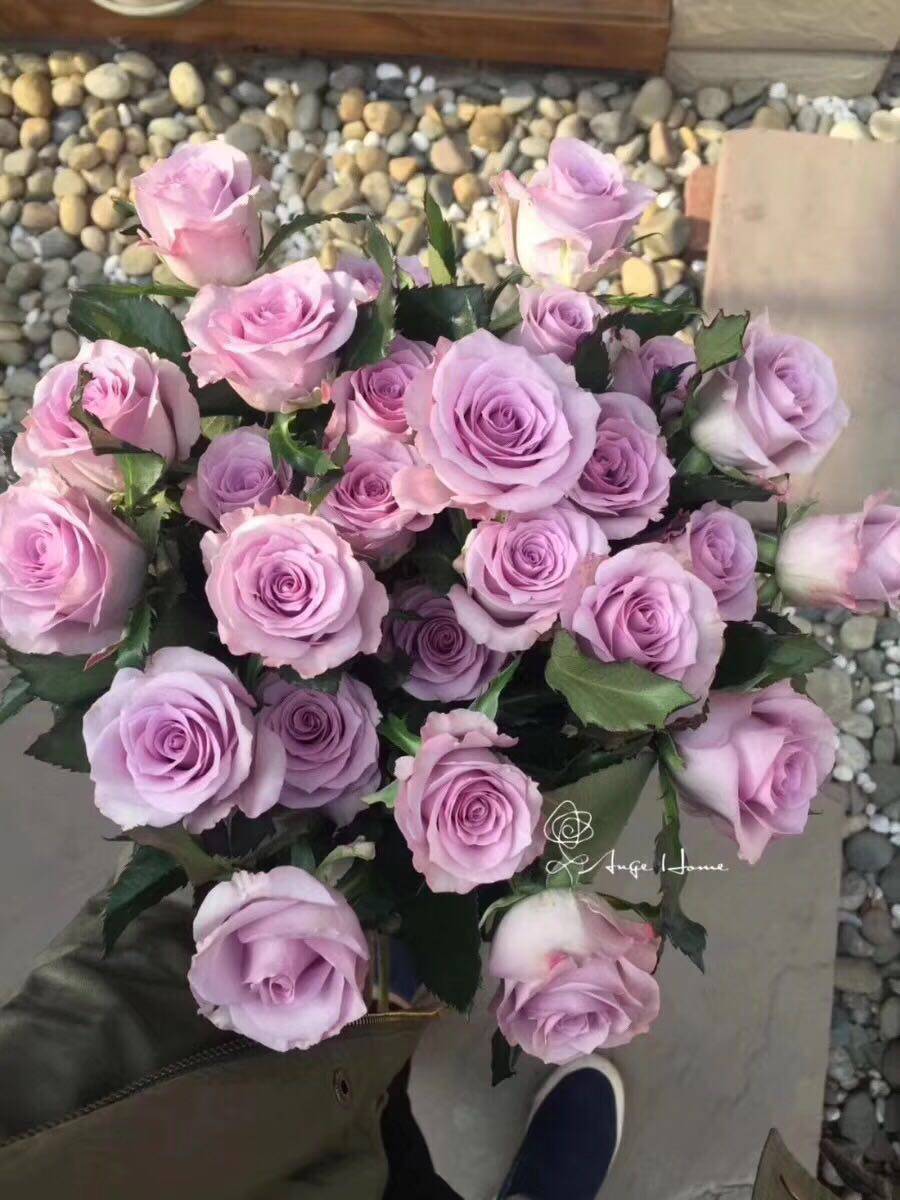 海洋之歌玫瑰鲜花云南直发家用水养鲜花紫色玫瑰多洛塔母亲节花束|ruв категории доставка цветов/цветок моделирования/растения садоводства, доставка цветов (город) - от Buy2taobao.com для оказания профессиональной услуги покупки агента Taobao