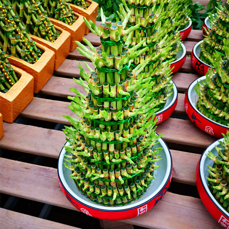 步步高节节高竹子盆栽水培植物室内净化空气好养植物包邮