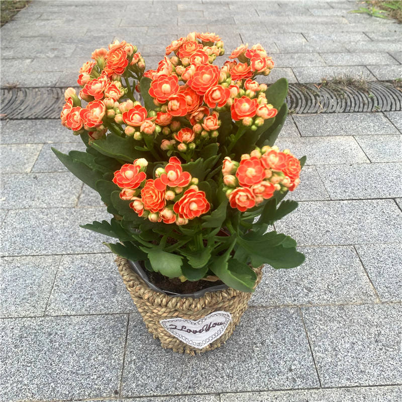 重瓣长寿花盆栽办公室桌面花卉绿植防辐射进化空气室内植物包邮