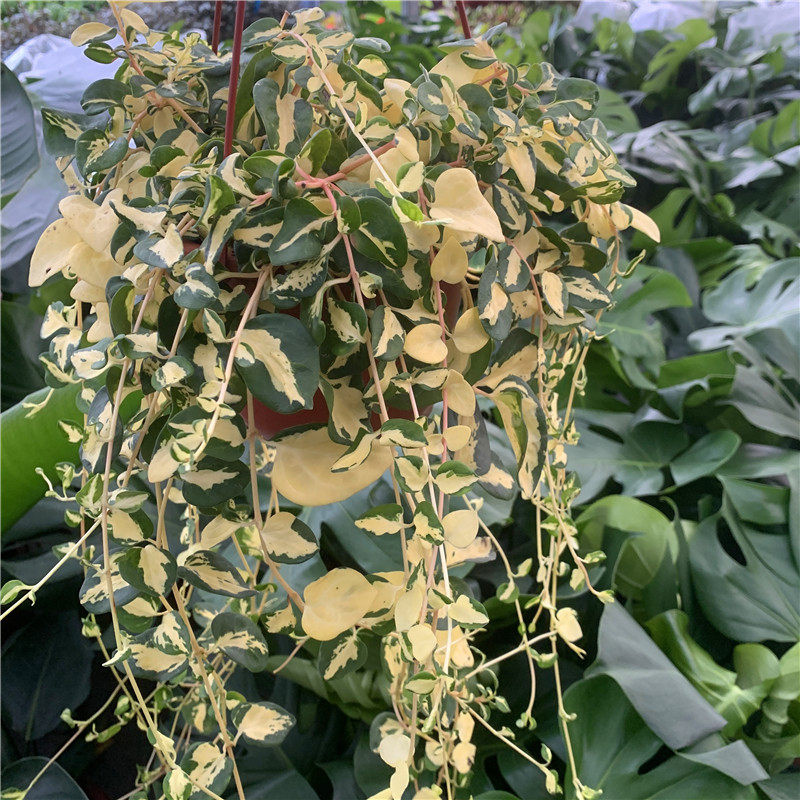 黄金花叶蔓盆栽花叶蔓垂吊植物 四季长青防辐射吸甲醛净化空气