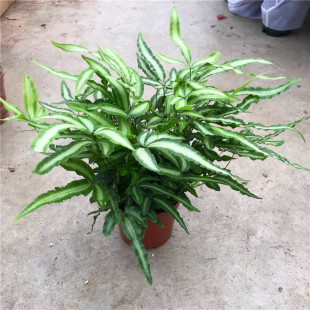 阿波银线蕨观叶绿植蕨类办公桌客厅阳台净化空气耐阴盆栽花卉 包邮