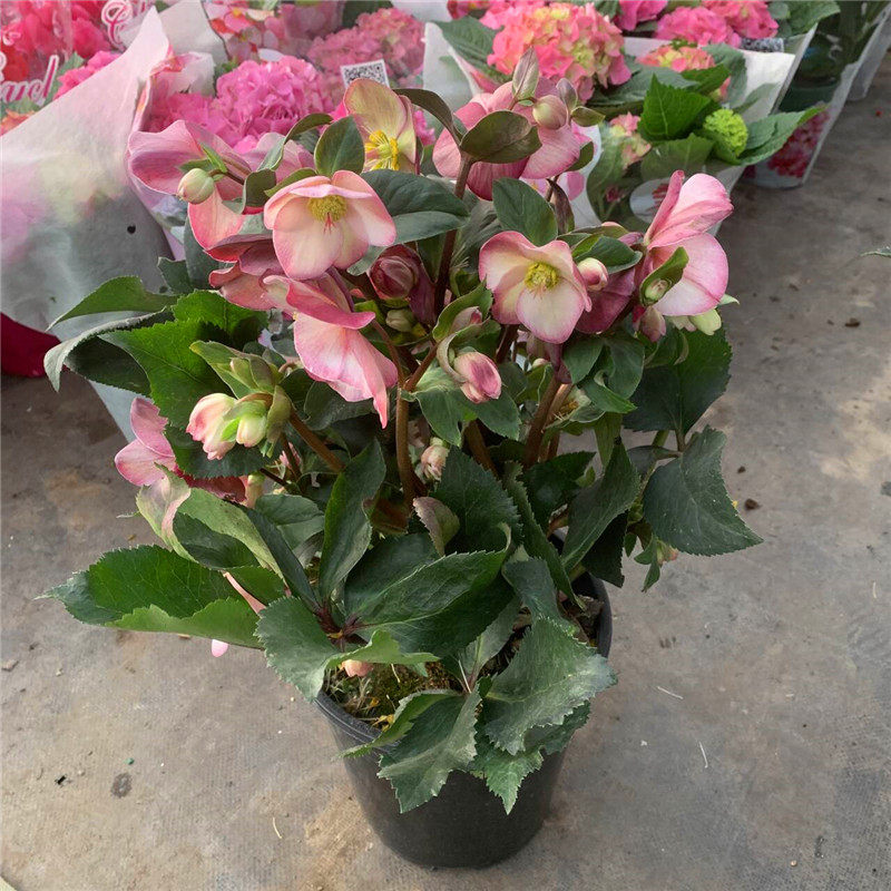 铁筷子盆栽花卉大苗室内阳台庭院耐寒植物花期长年宵花带花发货