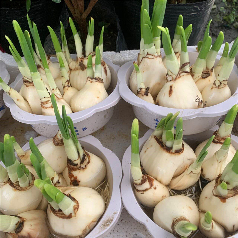 花卉水仙花阳台冬季水培