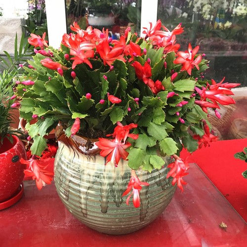 蟹爪兰蟹爪兰阳台绿植四季开花