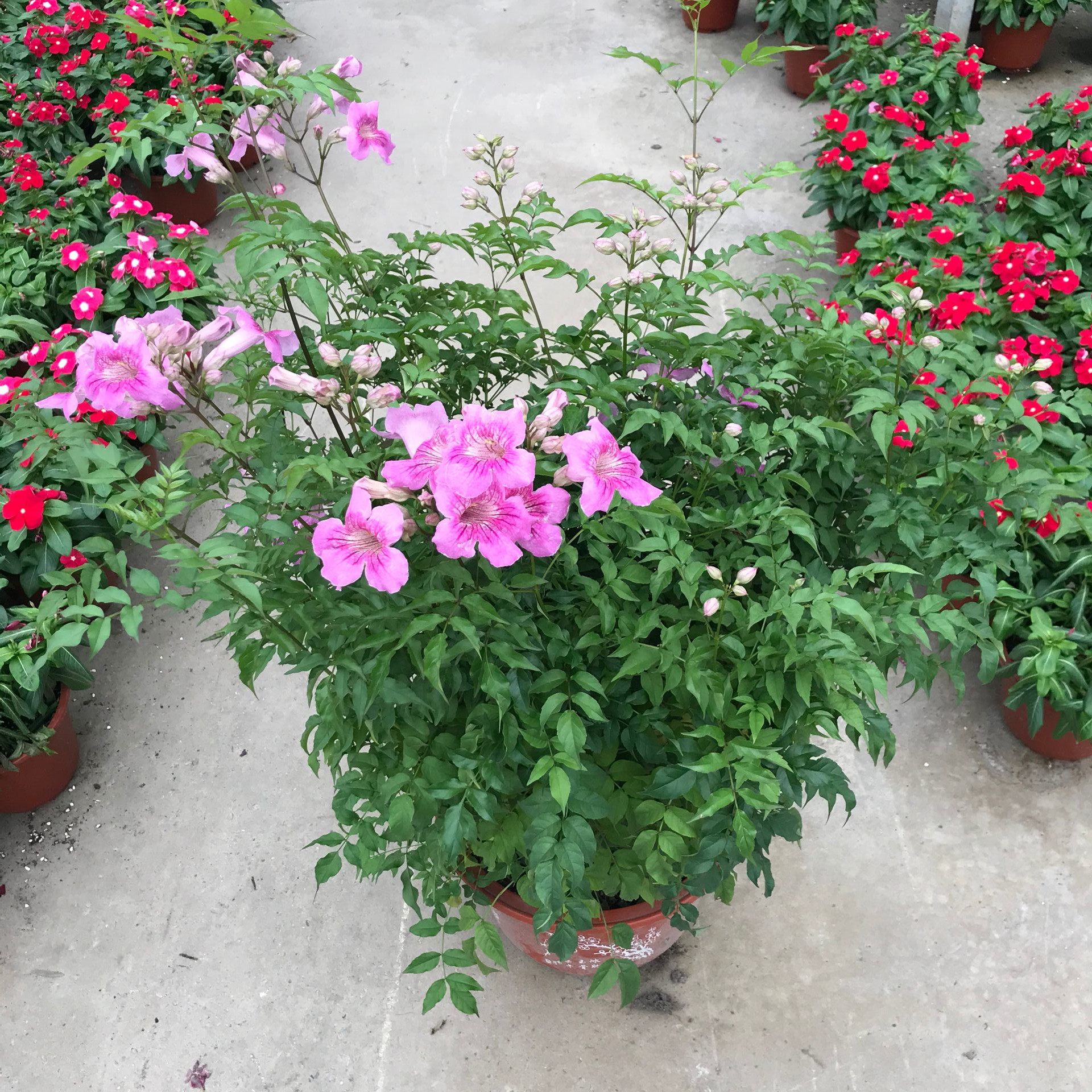 庭院阳台国产凌霄花紫云藤盆栽攀援垂吊爬墙花卉阳美国凌霄花包邮