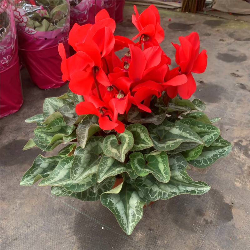 仙客来盆栽大苗兔耳花四季开花好养带花阳台室内花卉花年宵花包邮