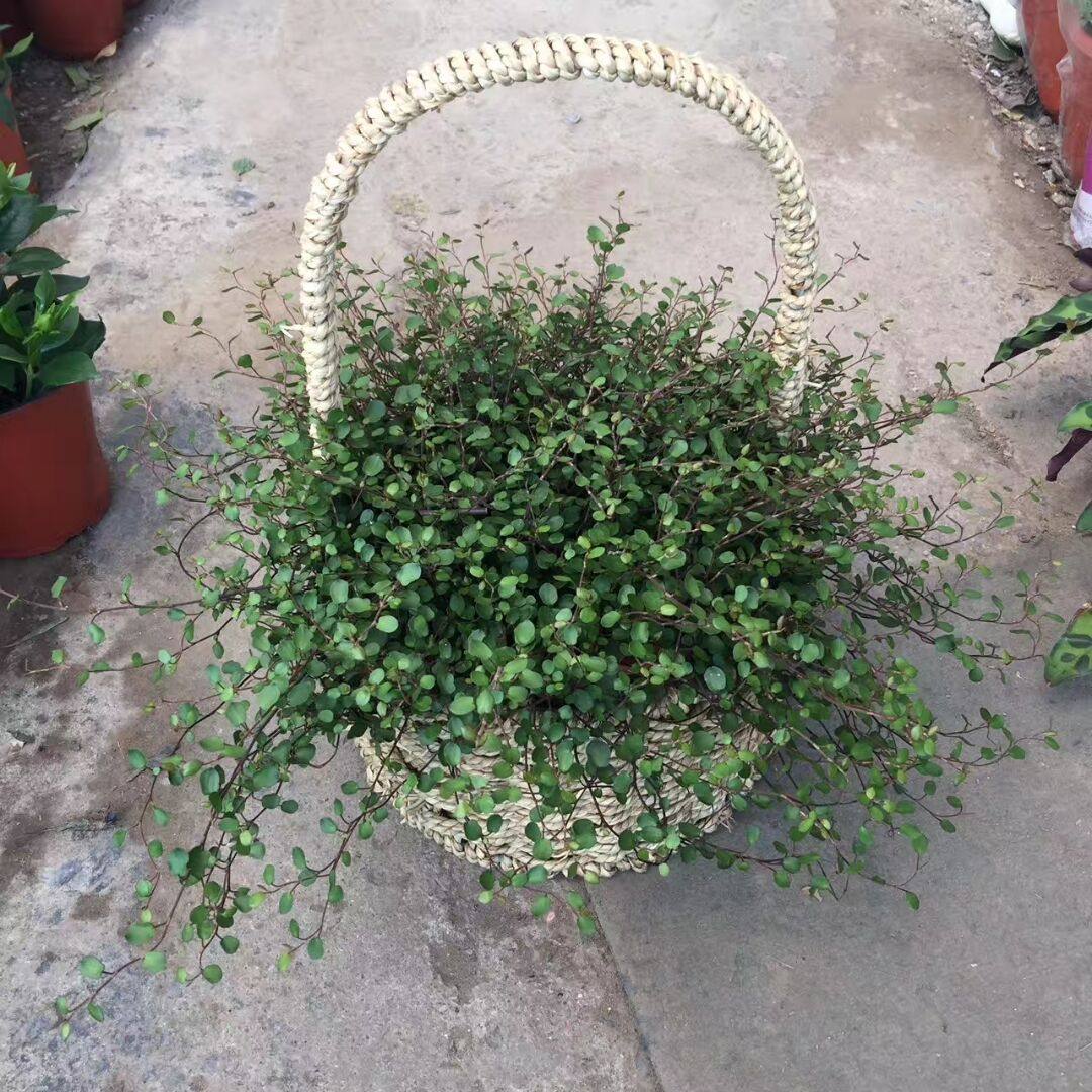 庭院阳台千叶吊兰包邮绿色植物图片