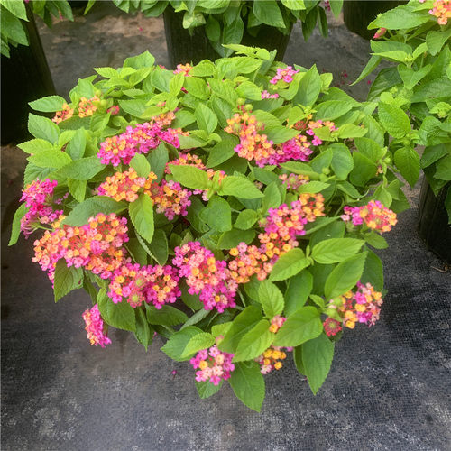花卉四季阳台庭院木本