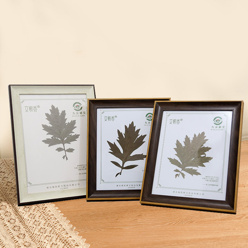 九尖蕲艾大叶艾草艾叶草湖北蕲春七尖五尖叶养生艾灸馆展示艾标本