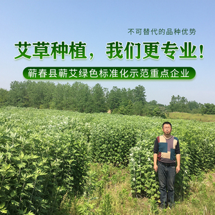 湖北蕲春蕲艾原产地艾根艾叶种子药用新鲜艾灸药材种植种籽苗天然