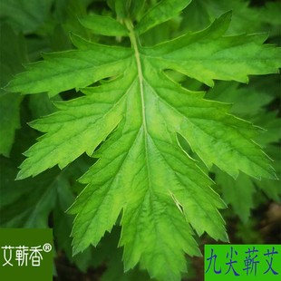 湖北蕲春九尖蕲艾艾草种植艾苗大叶艾叶种子种苗艾灸贡艾根苗驱蚊
