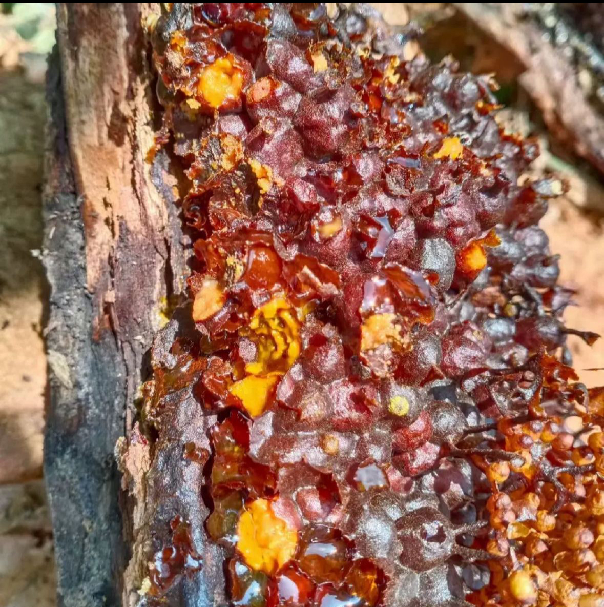 云南特产德宏原产地野外土酸蜂蜜天然百花蜜无刺蜂树酸生财有道